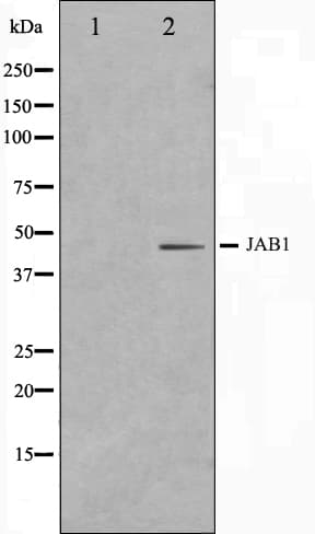 Polyclonal Rabbit anti-Human COPS3 / CSN3 Antibody (IF, WB)