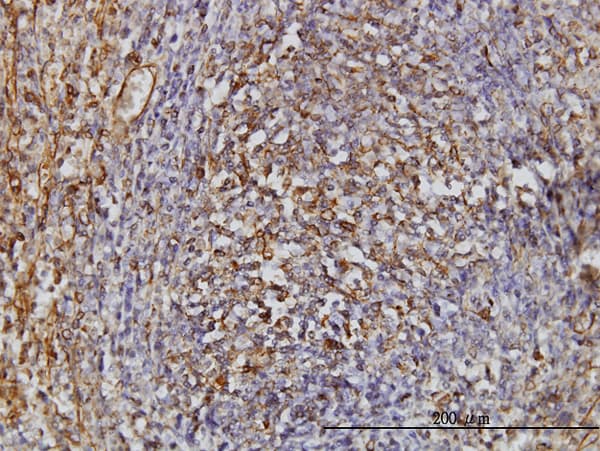 TPMT Antibody (clone 1B5)