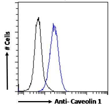 PathPlus™ Polyclonal Goat anti-Human CAV1 / Caveolin 1 Antibody (aa73-84, IHC, IF, WB)