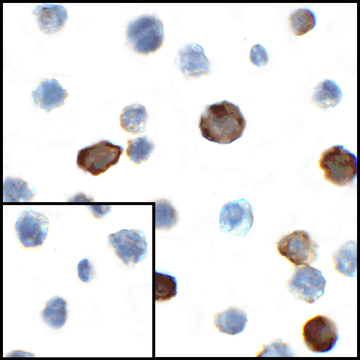 CD80 Antibody (clone 12D9)