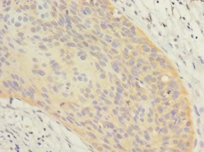 OXR1 Antibody