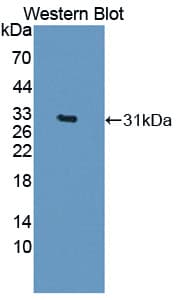 CELSR3 Antibody (aa1181-1421, FITC)