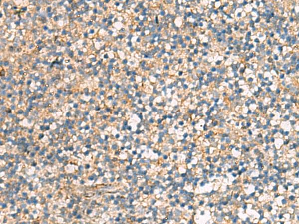 KIF2C / MCAK Antibody