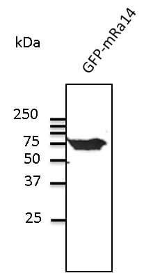 RAB14 Antibody (C-Terminus)