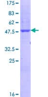 Human SCN1B Protein (Recombinant GST)