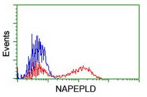 NAPE-PLD Antibody (clone OTI7B9)