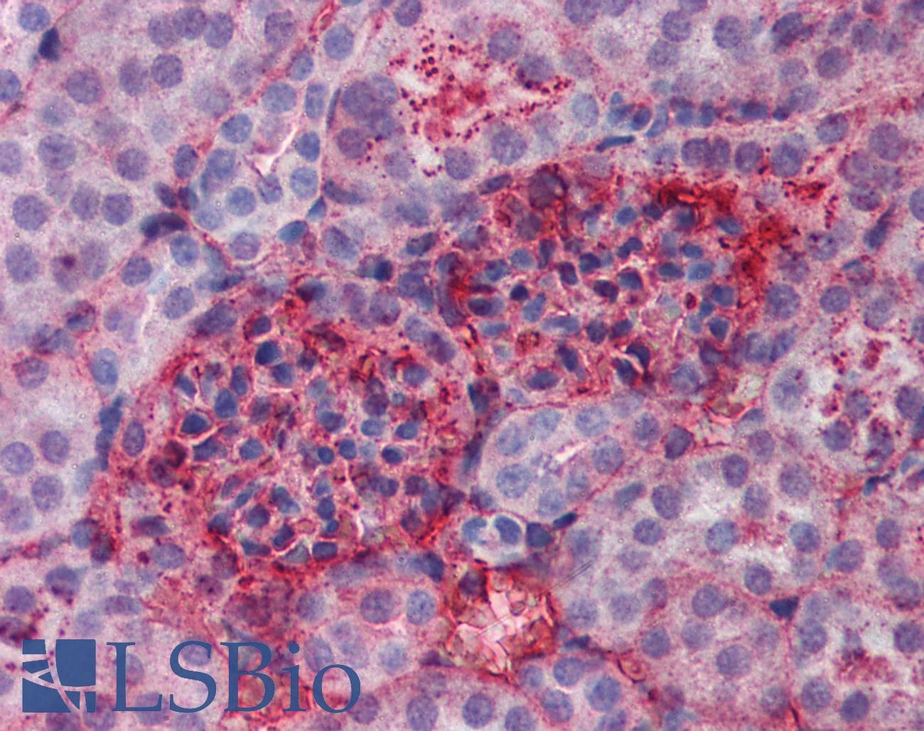 IHC-plus™ APOA1 / Apolipoprotein A 1 Antibody