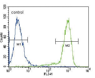 Polyclonal Rabbit anti-Human NTRK1 / TrkA Antibody (aa654-683, WB)