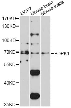 PDPK1 / PDK1 Antibody