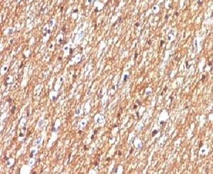NCAM / CD56 Antibody (clone CDLA56, Azide-free, BSA-free)