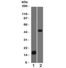 PLIN2 / ADFP / Adipophilin Antibody (clone ADPN1-1, Azide-free, BSA-free)