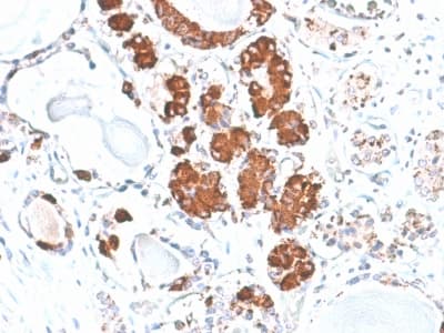POMC / Proopiomelanocortin Antibody (aa25-39, clone rCLIP/1407, Azide-free, Carrier-free)
