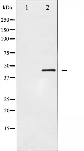 Polyclonal Rabbit anti-Human CDC37 Antibody (IHC, IF, WB)