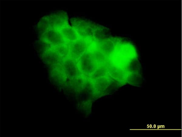 STAT2 Antibody (clone 5G7)