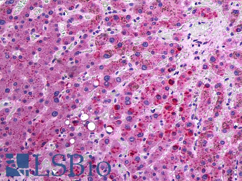 IHC-plus™ APOC3 / Apolipoprotein C III Antibody (N-Terminus)
