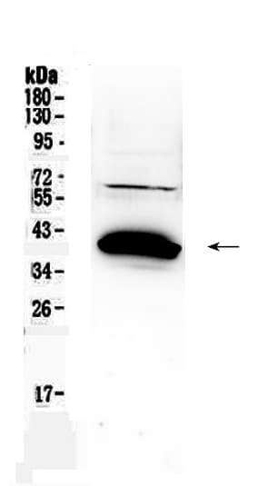 BAG1 / BAG-1 Antibody
