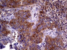 WNT3 Antibody (clone OTI1G7)