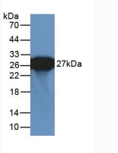 GFP Antibody