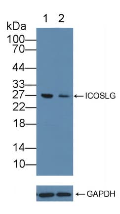 CD275 / B7-H2 / ICOS Ligand Antibody (aa23-249)