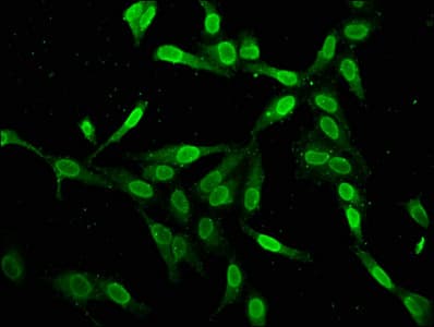 H2AFZ / H2A.z Antibody
