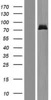 ZNF74 Protein (Over-Expression Lysate Myc-DDK (Flag))