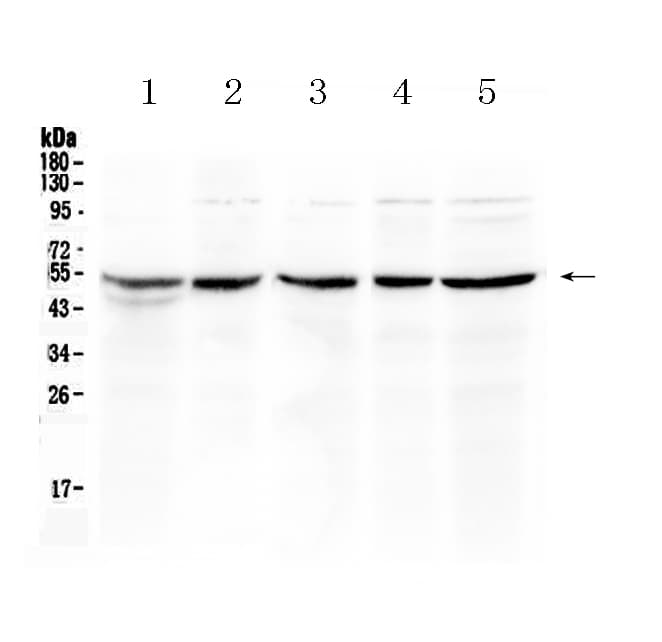EIF3E Antibody