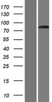 GLIS3 Protein (Over-Expression Lysate Myc-DDK (Flag))