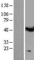 TUBA1A / Tubulin Alpha 1a Protein (Over-Expression Lysate Myc-DDK (Flag))