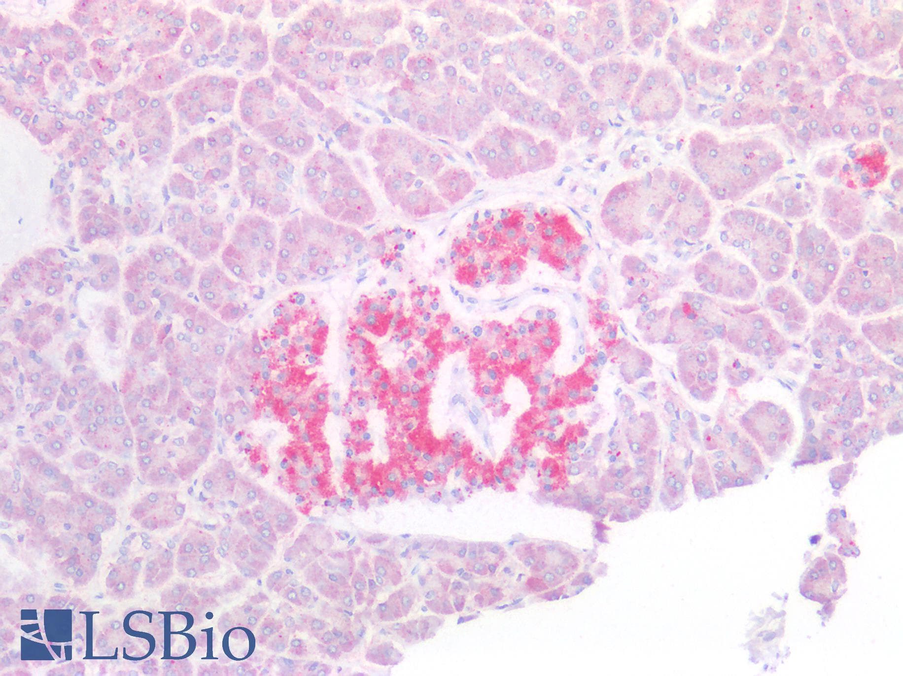 IHC-plus™ Polyclonal Rabbit anti-Human SERP1 Antibody (N-Terminus, IHC, WB)