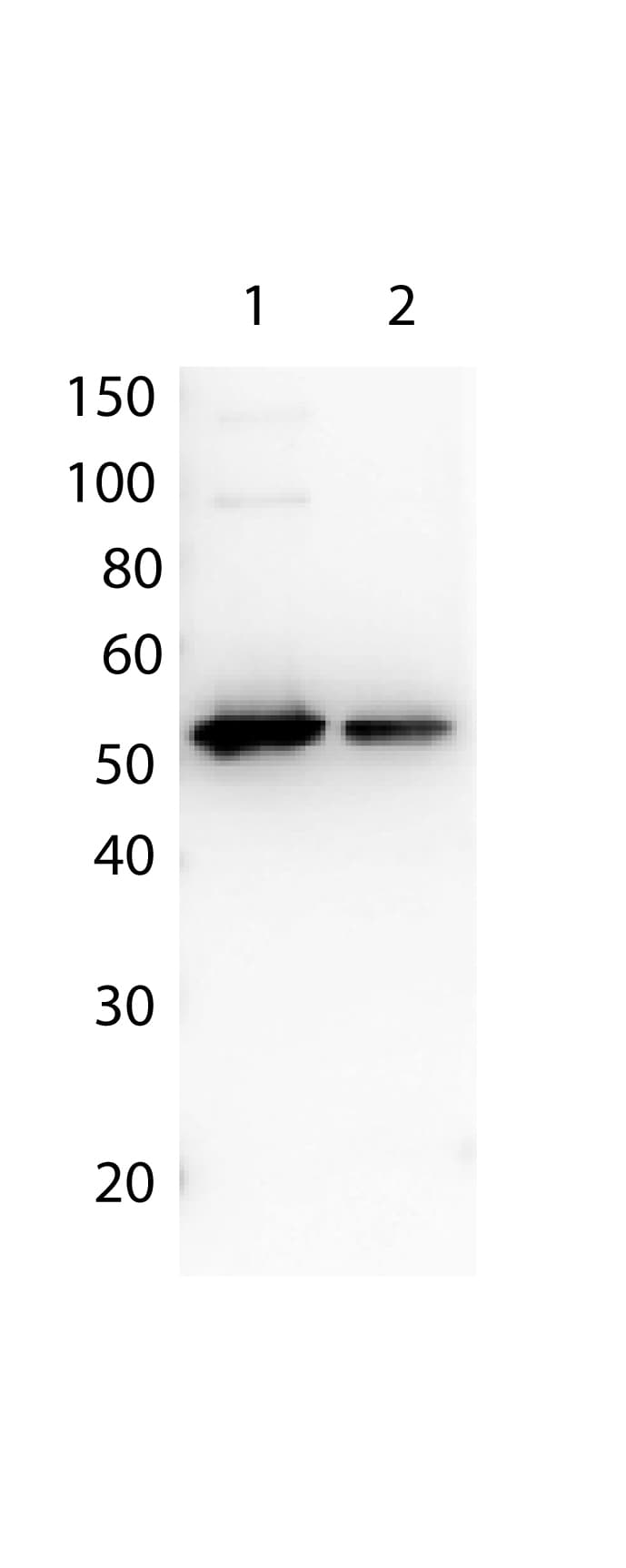 DYKDDDDK Tag Antibody