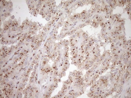TRIM56 Antibody (aa311-554, clone OTI5A1, Carrier-free)
