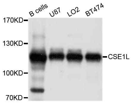 CSE1L Antibody
