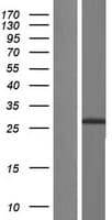 Human IGF2 Protein (Over-Expression Lysate Myc-DDK (Flag))