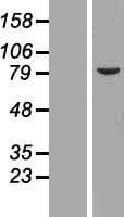 TMPO / TP / Thymopoietin Protein (Over-Expression Lysate Myc-DDK (Flag))