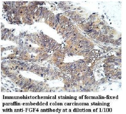 FGF4 Antibody (C-Terminus)