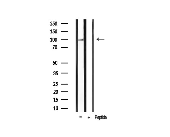Polyclonal Rabbit anti-Human HSP90AB1 / HSP90 Alpha B1 Antibody (phospho-Ser254, IHC, IF, WB)