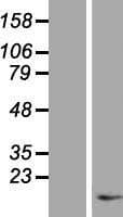 TAC1 Protein (Over-Expression Lysate Myc-DDK (Flag))