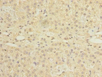 NDFIP1 / N4WBP5 Antibody