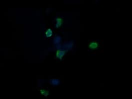 CCT8L2 Antibody (clone OTI2A5, Carrier-free)