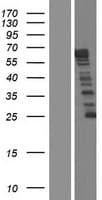 NCKAP5 Protein (Over-Expression Lysate Myc-DDK (Flag))