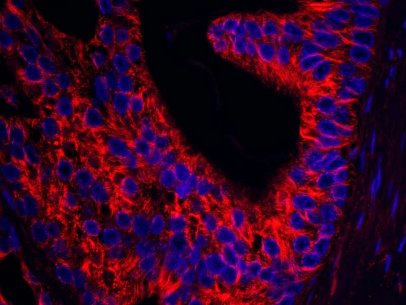 SEPT9 / Septin 9 Antibody (aa536-586)