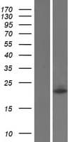 WIBG Protein (Over-Expression Lysate Myc-DDK (Flag))