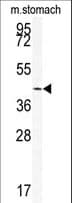 SIRT6 / Sirtuin 6 Antibody (aa290-319)