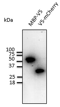 V5 Tag Antibody