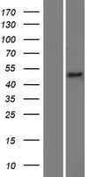 METTL8 Protein (Over-Expression Lysate Myc-DDK (Flag))