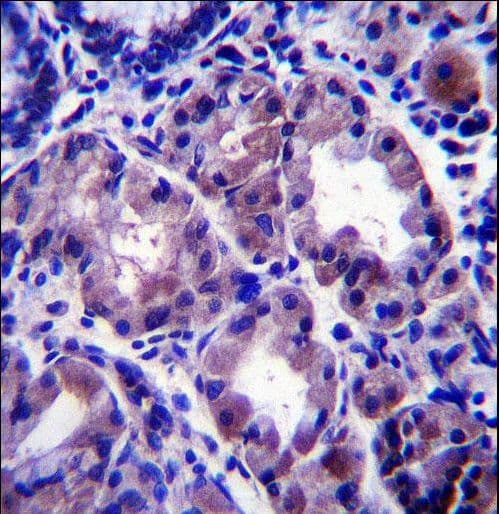Polyclonal Rabbit anti-Human APOOL / Apolipoprotein O-Like Antibody (aa172-200, IHC, WB)