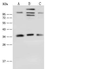 TRP32 / TXNL1 Antibody