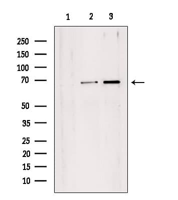 TAF1B Antibody