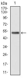 GSTM1 Antibody (clone 1H4F2)