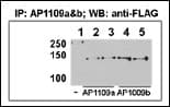 HDAC9 Antibody (aa2-32)
